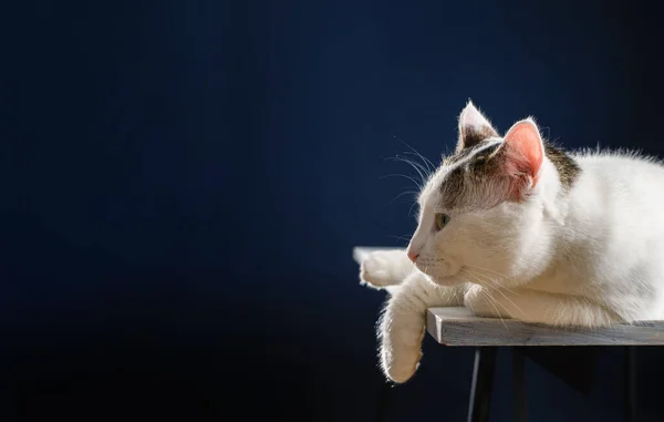 Mooie Jonge Witte Kat Ligt Een Witte Tafel Kijkt Naar — Stockfoto