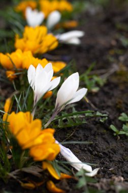Çiçek açan bahar sarısı çiçekler doğada büyüyor.