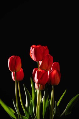 Siyah arkaplanda kırmızı laleler, metin için boşluk, ön görünüm, dikey biçim