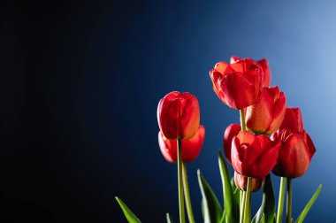 Mavi arkaplanda kırmızı laleler, metin için boş boşluk, ön görünüm