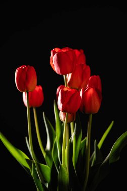 Siyah arkaplanda kırmızı laleler, metin için boşluk, ön görünüm, dikey biçim