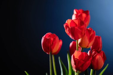 Mavi arkaplanda kırmızı laleler, metin için boş boşluk, ön görünüm