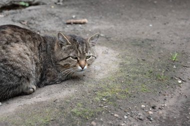 Pis yalnız sokak kedisi, evsiz, aç, eve hayvan götür.