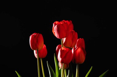 Siyah arkaplanda kırmızı laleler, metin için yer, ön görünüm