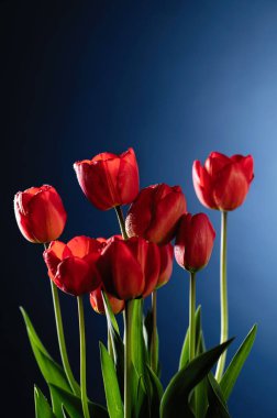 mavi arkaplanda kırmızı laleler, metin için boş boşluk, ön görünüm, dikey biçim