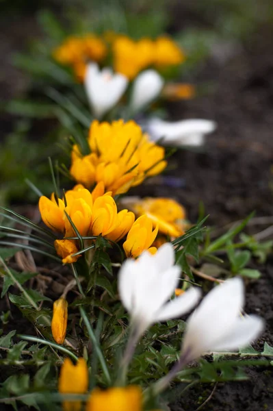 Çiçek açan bahar sarısı çiçekler doğada büyüyor.
