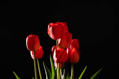 Siyah arkaplanda kırmızı laleler, metin için yer, ön görünüm