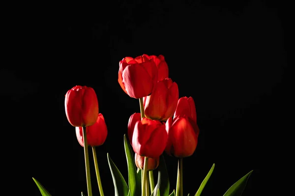 Tulipanes Rojos Sobre Fondo Negro Lugar Para Texto Vista Frontal — Foto de Stock