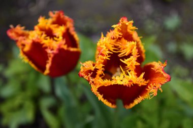 Parlak renkli tüylü laleler kırmızı-sarı renkli, iki, yakın plan, bahçede büyür.