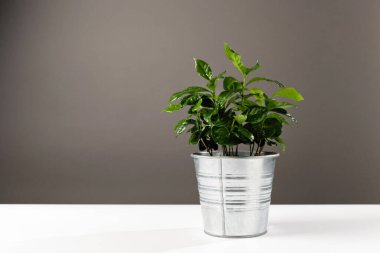 cezvede kahve ağacı, evde büyümek, yakın çekim, yapraklar.