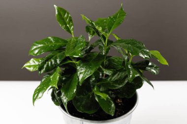 cezvede kahve ağacı, evde büyümek, yakın çekim, yapraklar.