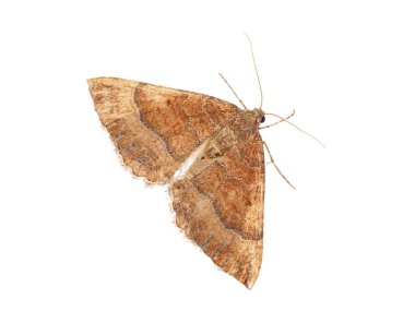 Mallow güvesi beyaz arka planda izole edildi, Larentia clavaria