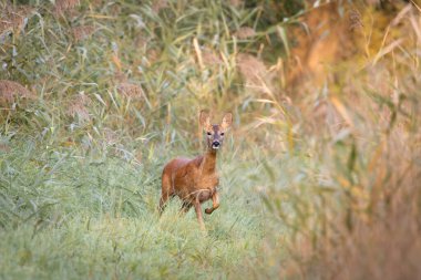 Dişi bir yumurta geyiği (Capreolus capreolus) yemyeşil çimenlerin üzerinde alarmda durur ve etrafını dikkatle gözlemler. Doğal ışıkta yakalanan bu görüntü, sakinliği, zarafeti ve doğal ortamındaki vahşi yaşamın uyumunu yansıtıyor. Doğa çekimi için ideal.