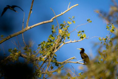 Büyük bir karabatak (Phalacrocorax carbo), suyun üzerindeki bir dala tünemiş ve etrafını gözlemlemiştir. Fotoğraf, bu uyarlanabilir su kuşunun doğal ortamındaki zarafetini ve sakinliğini yansıtıyor. Vahşi yaşam fotoğrafçılığı için mükemmel, edito.