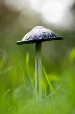 Çayırdaki mürekkep başlıklı mantarın (Coprinus comatus) yakın çekimi. Mantar taze yeşil çimlerin üzerinde duruyor, doğal ışıkla hafifçe aydınlatılıyor. Kapağın ince dokuları ve hassas renk eğimleri bu yaygın formun ayırt edici biçimini vurgular.
