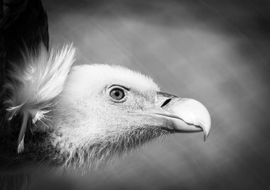 Bir griffon akbabasının (Gyps fulvus) çarpıcı portresi, belirgin başını, güçlü gagasını ve yoğun ifadesini vurgular. Vahşi yaşam fotoğrafçılığı, ornitoloji, yırtıcı kuşlar, koruma, Avrupa vahşi yaşamı ve detaylar gibi konular için mükemmel.
