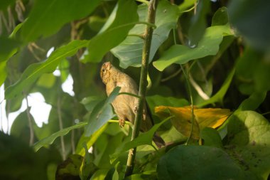 Taze yeşil yaprakların arasına tünemiş dişi bir ev serçesi (Passer domesticus). Doğal bitki örtüsü ve yumuşak ışık sakin, otantik bir kuş fotoğrafçılığı sahnesi yaratır. Yerli kuş türleri, doğa, bahar, biyolojik çeşitlilik ve kentsel w gibi konular için uygundur.