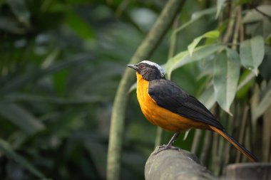 Beyaz ibikli bir ardıç kuşu (Garrulax leucolophus) zoolojik bir ortamda fotoğraflanmıştır. Ayırt edici beyaz arma ve karşıt tüyler açıkça görülebilir. Egzotik kuş türleri, hayvanat bahçeleri, çevre eğitimi gibi kavramlar için uygundur.,