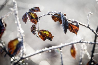 Narin donlarla kaplı yapraklar ve sıcak arka plan ışıklarıyla aydınlatılmış ışıl ışıl buz kristalleri. Güneş ışığı ince dokuları güçlendirir ve soğuk kış atmosferini vurgular. Dramatik ışıklandırmalı atmosferik doğa görüntüsü.