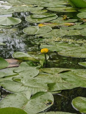 Sarı bir nilüfer çiçeği, Nymphaea, şehir parkındaki bir gölette. Suda yeşil yapraklarla kaplı bir çiçeğin güzel bir tıkırtısı. Yeşil yaprakların arasında pembeleşen nilüfer çiçekleri. Dizinin bir parçası.