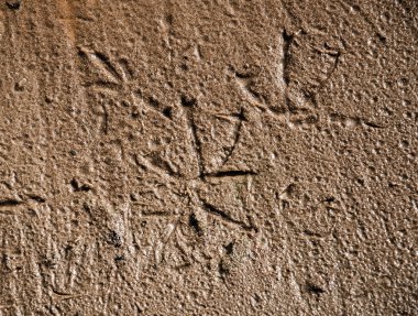 Islak kum üzerinde kuş ayak izleri.