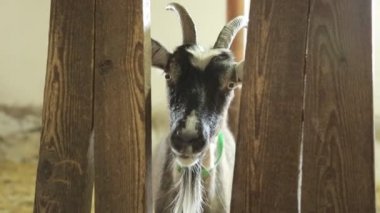 bir boşlukta çitin üzerinden seyir keçi