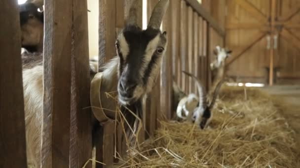 フェンスの隙間を探してヤギ — ストック動画
