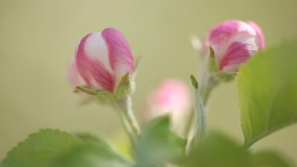 Bloemen en knoppen van appelbomen op een groene achtergrond — Stockvideo