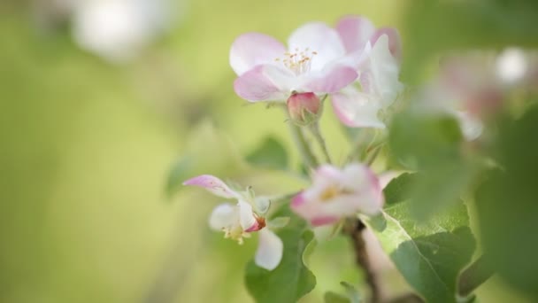 Blumen und Knospen von Apfelbäumen auf grünem Hintergrund — Stockvideo