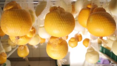 bitki üzerinde asılı peynir