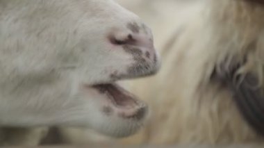 Benekli koyun burun, gözler, yakın çekim