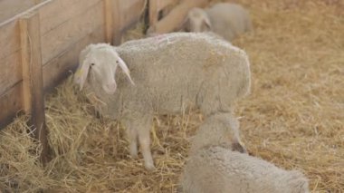 Ahırda koyun yemek