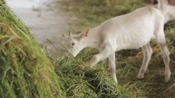 Chèvre mangeant de l'herbe verte à la ferme 