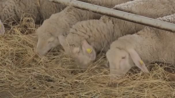 Moutons mangeant de l'herbe sèche à l'intérieur de la ferme — Video