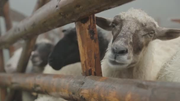 Овцы с крапинами жуют траву и смотрят, как он просунул голову через деревянный забор.  . — стоковое видео