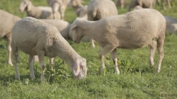 Schapen voeden op een schapenwol boerderij buiten een schuur. — Stockvideo