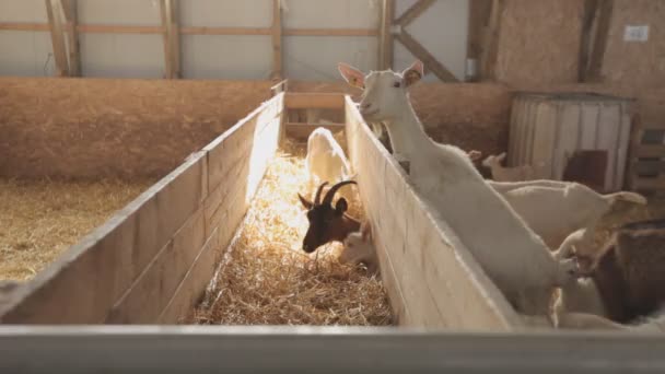 Cabras al sol en una granja. Sus guardias cabra — Vídeos de Stock