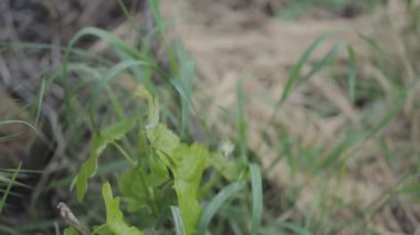 üzüm alan asma portre