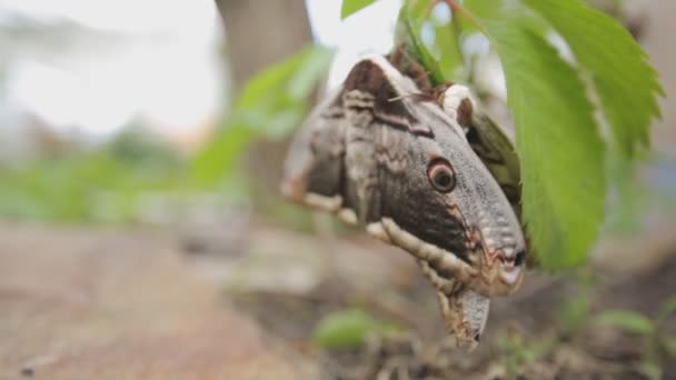 Papillon de nuit paon assis sur les raisins — Video