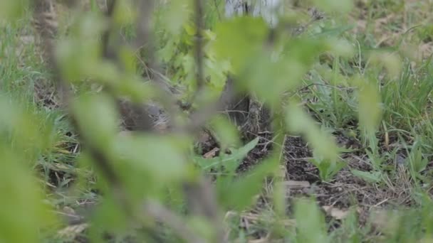 Videira de campo de uva closeup — Vídeo de Stock