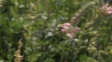 sainfoin. Arı bal rüzgarda toplar