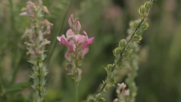 Onobrychis viciifolia on the field. macro, overall plan , close-up — Stock Video