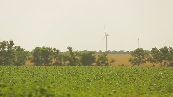 Vindkraftverk på ett vete fält i sommar — Stockvideo
