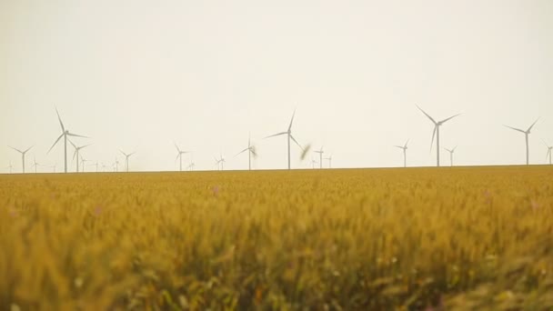 Větrná turbína na poli pšenice, v létě Stock Video