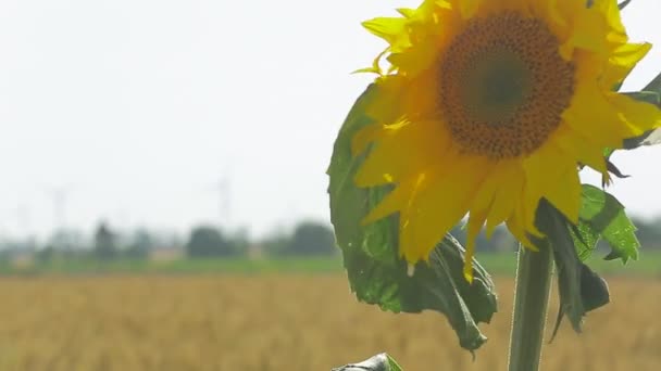 Turbina eólica en un campo de trigo en el verano — Vídeos de Stock