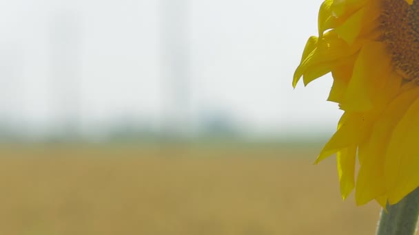 Éolienne sur un champ de blé en été — Video