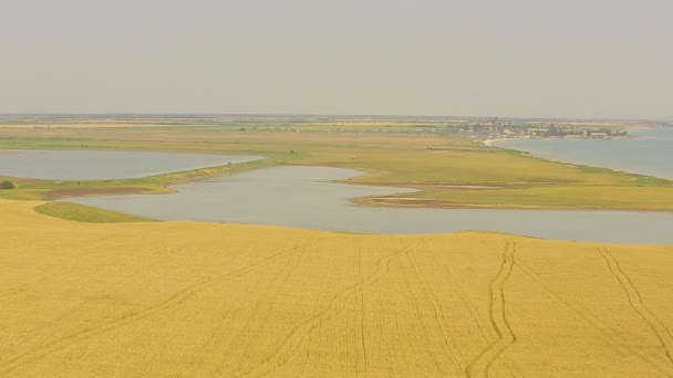 Вітряна турбіна на пшеничному полі влітку — стокове відео