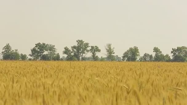 Turbina eólica en un campo de trigo en el verano — Vídeos de Stock