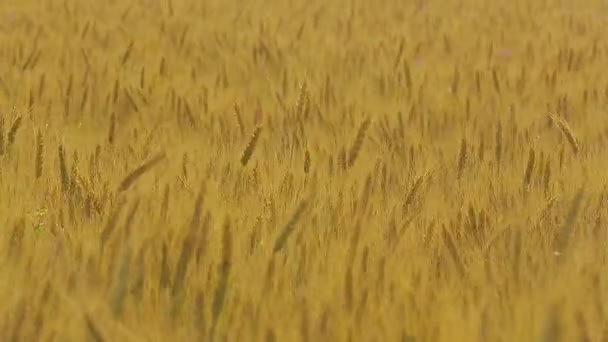 Éolienne sur un champ de blé en été — Video