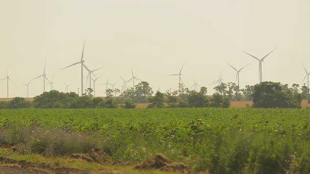 Vindkraftverk på ett vete fält i sommar Royaltyfri Stockvideo